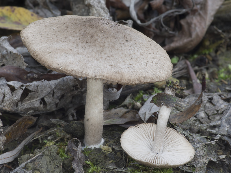 Psathyrella melanthina